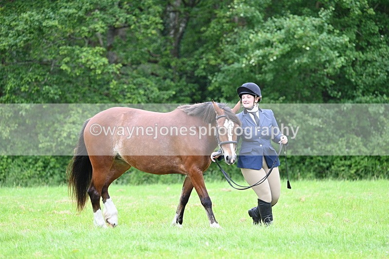 WJ7_4453 - Class 14B Prettiest Mare