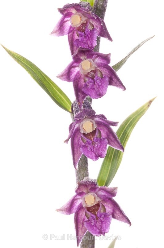  - WB: Orchids - Various