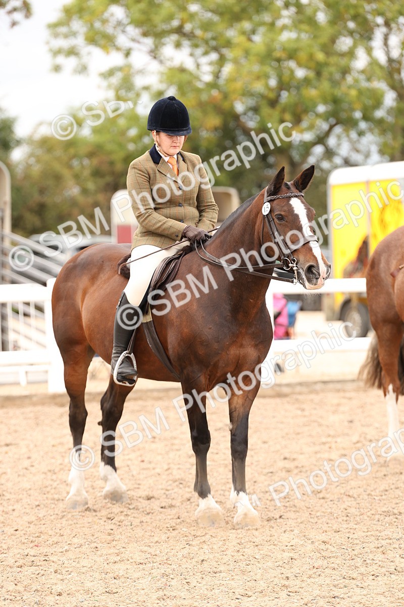 SBM_19574 - Class 215 - Ridden Show cob
