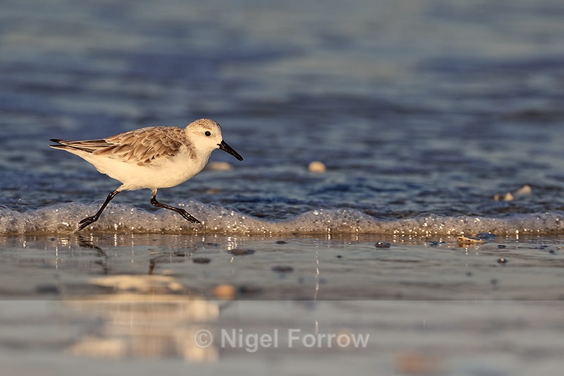 Sanderling running early morning, Fort De Soto, Florida - Sanderling