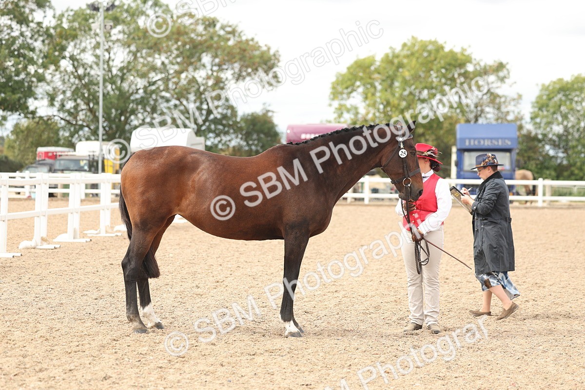 SBM_17004 - Class 312 - IH Competition Horse-Pony