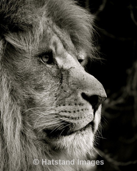 Lion - nature