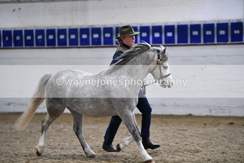 WJ5_5217 - Class 4 In hand M&M - small breeds