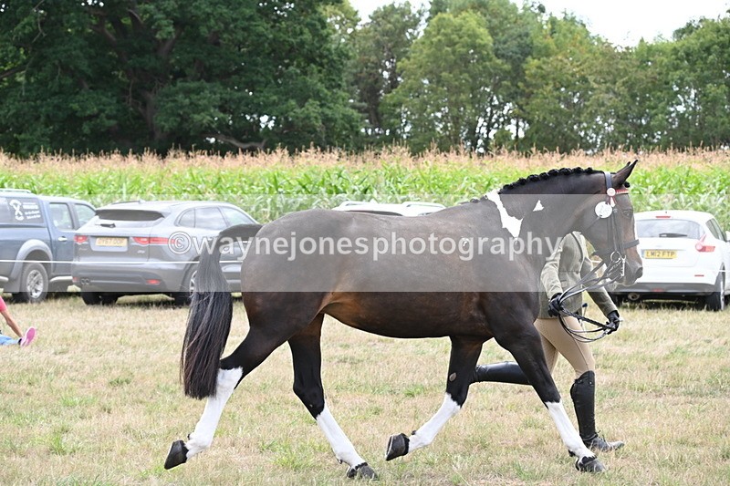 WJ6_6251 - Class 19 In-hand Veterans (Uploaded correct folder)