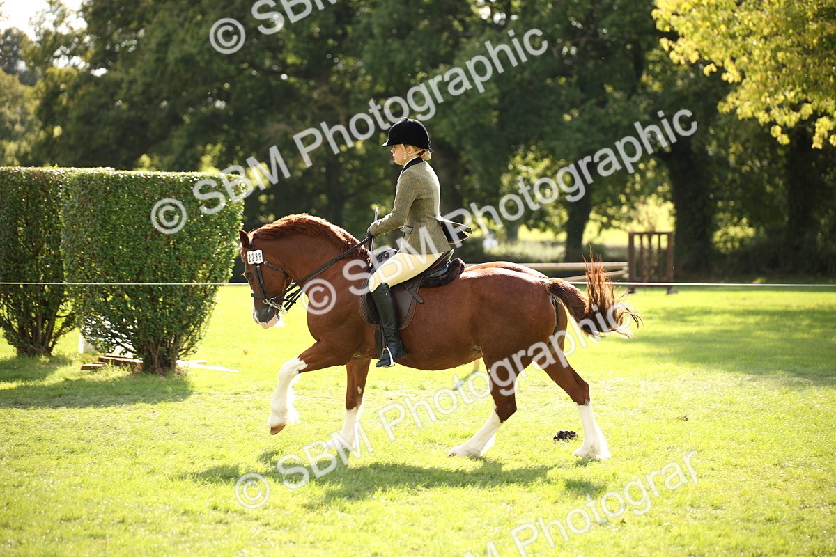 SBM_50050 - S26 - Young Veteran - Ridden