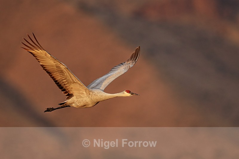 Sandhill Crane flying wings up, Bosque del Apache, New Mexico - Sandhill Crane