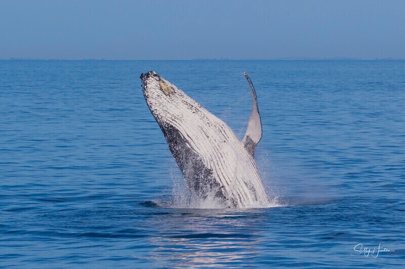 0A3A8482 - 2024 Hervey Bay Whales