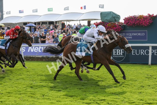 240823-Race 6-Gushing Gold-5478 - Race 6 4.45pm Or8Wellness EBF Stallions Nursery Handicap
