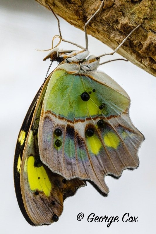 Malachite butterfly - Siproeta stelenes
