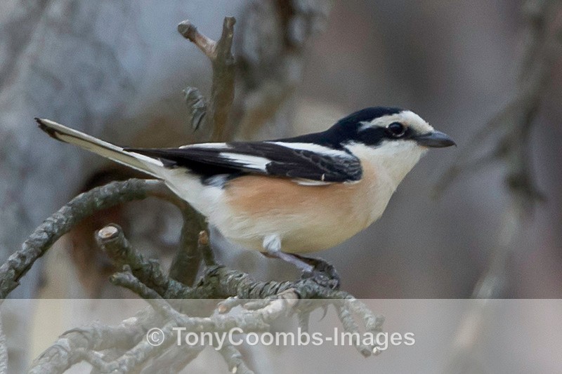 Masked Shrike - Turkey