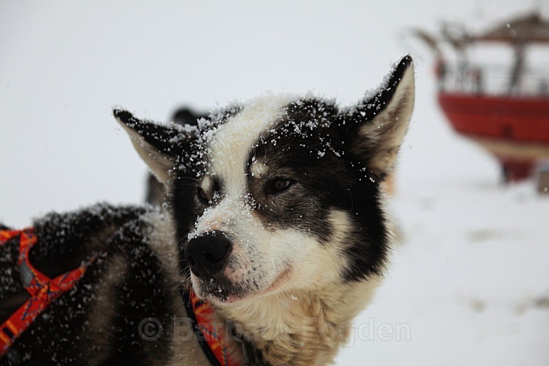 Husky 5949 - Winter in the daylight