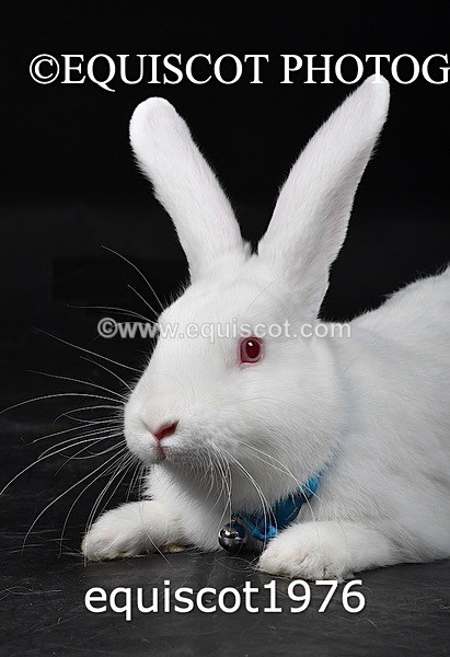 equiscot1976 - GIZMO & OSCAR