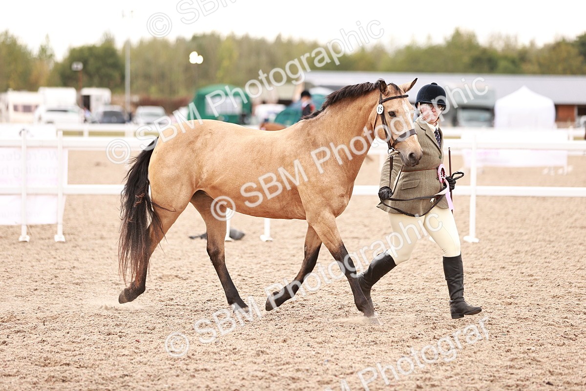 SBM_16164 - Class 411 - Prettiest Mare - (IH or Ridden Adult)
