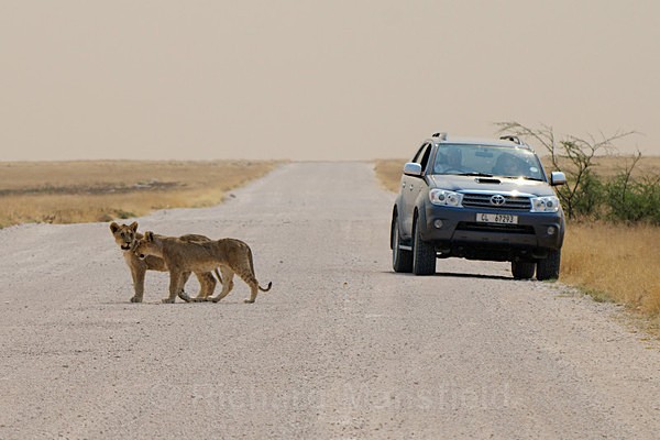  - African Journey