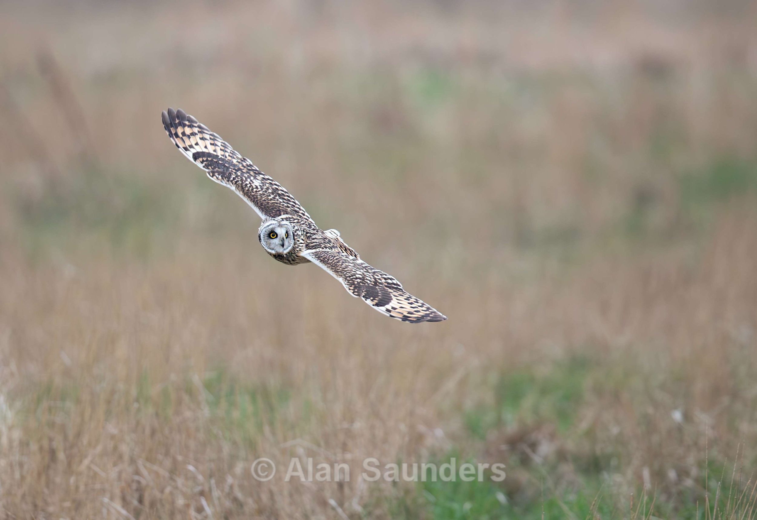 Short Eared Owl
