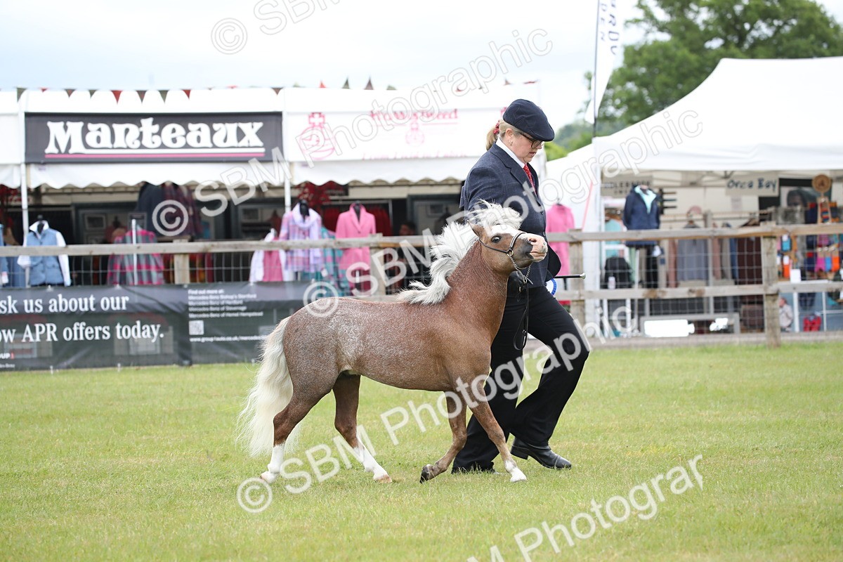 SBM_03852 - Class 23-25 - British Miniature Horse of the Year