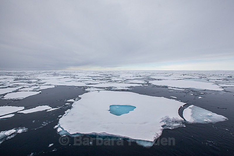 Packice  6915 - Trip with MS Expedition August 2016