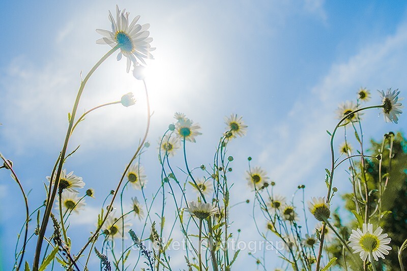  - Daises towards the sun