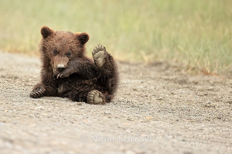Playful Brown Bear cub rolling on back, Silver Salmon Creek, Alaska - Brown Bear
