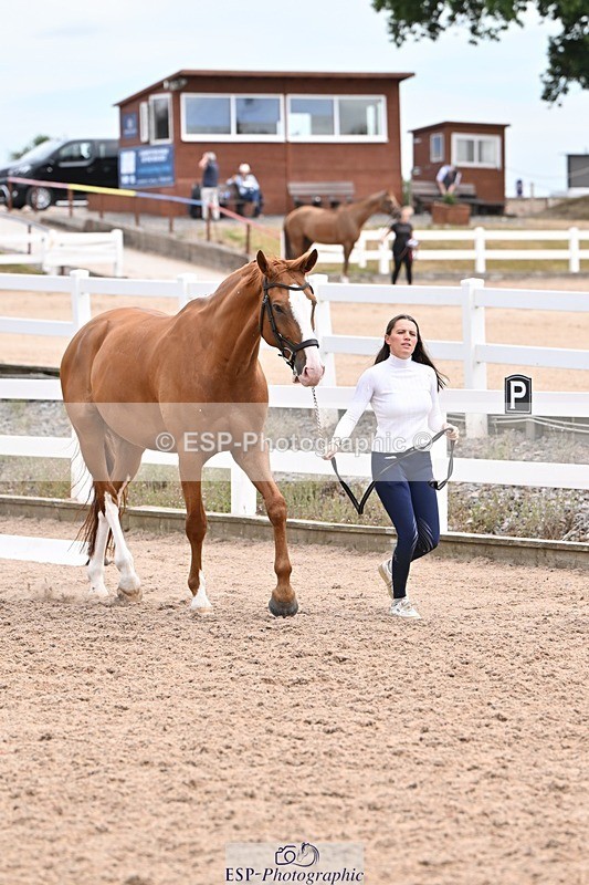 250716-142959-01137 - Trot Up 1.30 to 2.30