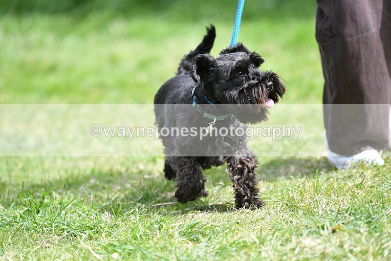 WJ5_0416 - Class 7 Best Terrier