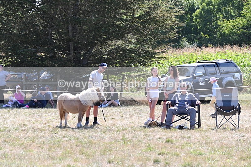 WJ6_8863 - Class 38 Ridden Riding Horse/Pony