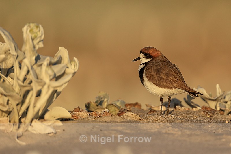 Two-banded Plover, early morning, Sea Lion Island, Falklands - Two-banded Plover