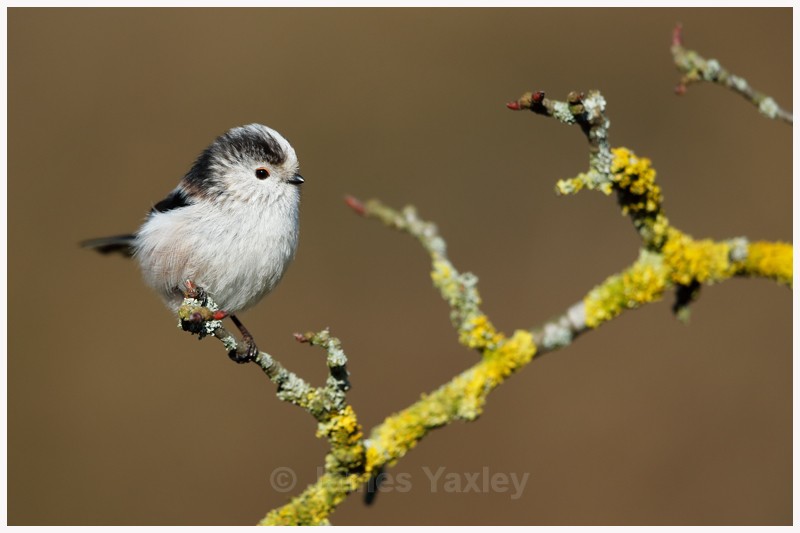 Long-tailed Tit on Lichen Covered Branch  - Latest Work