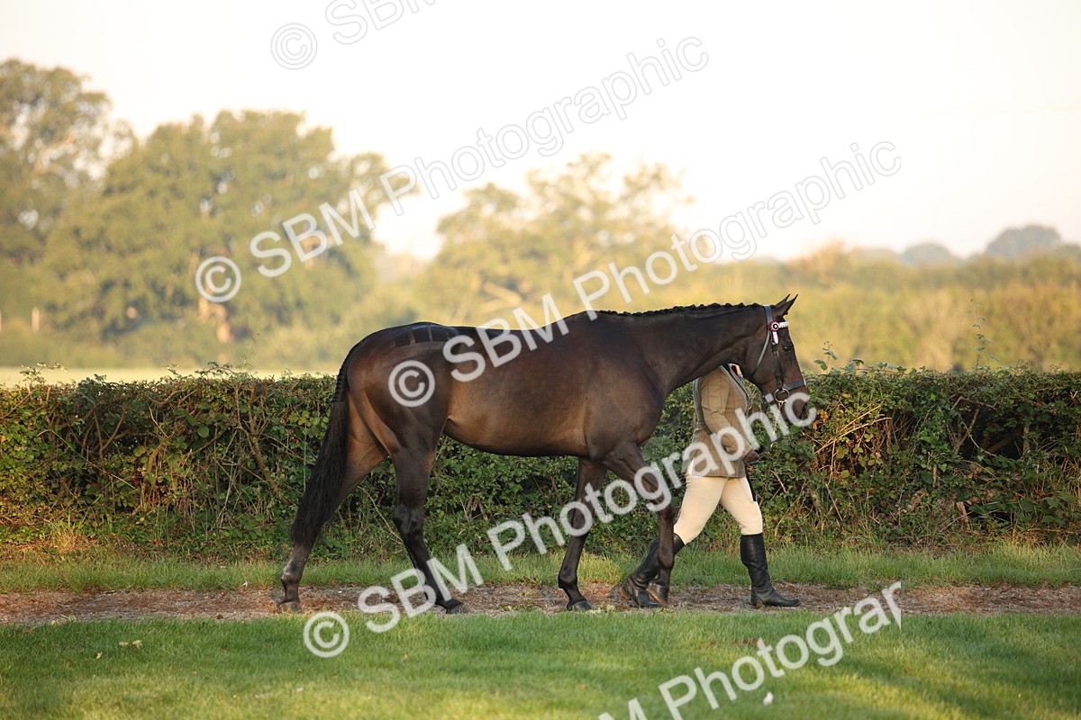 SBM_56790 - S49 - Riding Horse & Hack & Thoroughbred In Hand