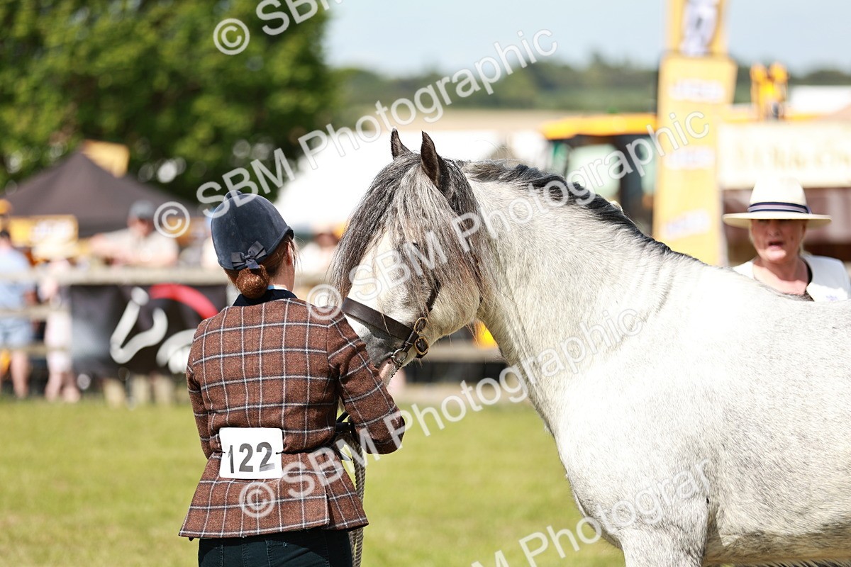 SBM_08575 - Class 63-65 - Traditional Gypsy Cobs In Hand & Ridden