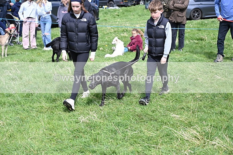 WJ6_9032 - Class 8 Best Working / Gun Dog or Bitch