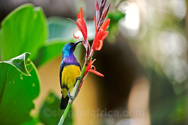 Variable Sunbird Nairobi Kenya