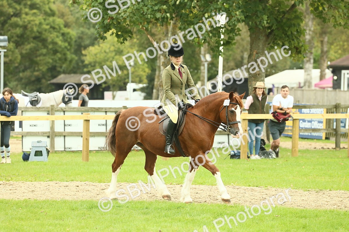 SBM_72115 - S60 - Mountain & Moorland Ridden Large Breeds