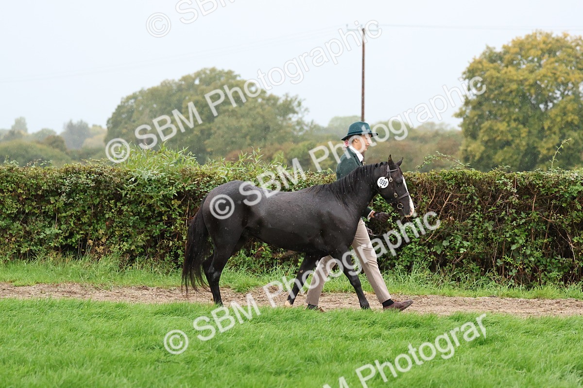 SBM_35232 - S10 - Best In Hand Horse & Pony