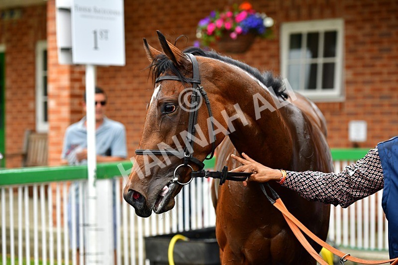 170625-Race 1-Royal Fixation-3514 - Race 1