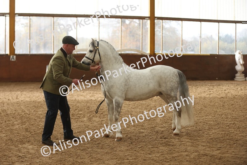 20251109-0526 - Class 20 - Stallions 4 Years and over