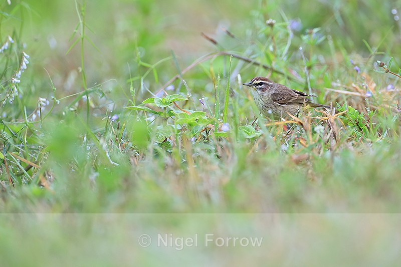 Palm Warbler on the ground at Harns Marsh, Florida - Palm Warbler