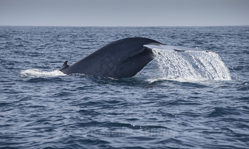 Blue Whale, Azores - WHALES. Azores, Scotland, Iceland.