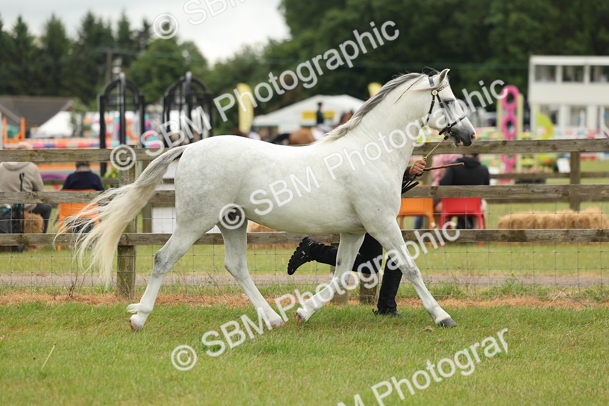 SBM_02218 - Class 50-57 - M&M Welsh Pony In Hand