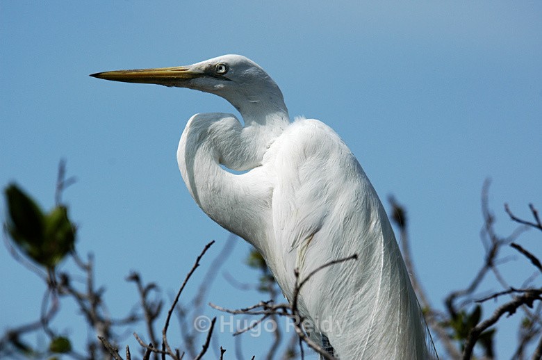  - Birds in the Wild