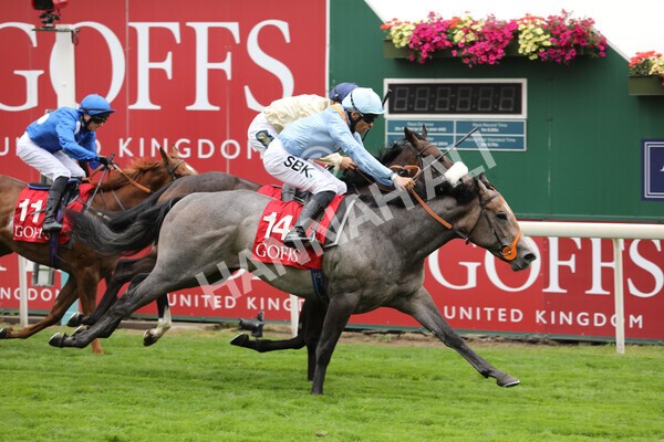 yr18082022r2-42 - Race 2 2.25pm Goffs UK Harry Beeby Premier Yearling Stakes