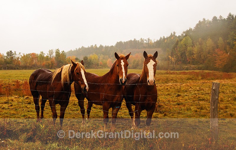 The Three Amigos - New Brunswick Canada Landscape Autumn Foliage - Mammals, Reptiles & Amphibians