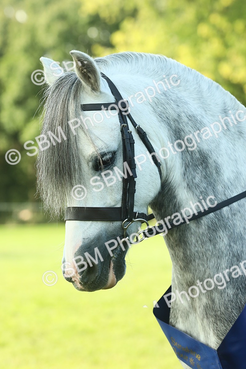 SBM_61112 - Starter Supreme Championship