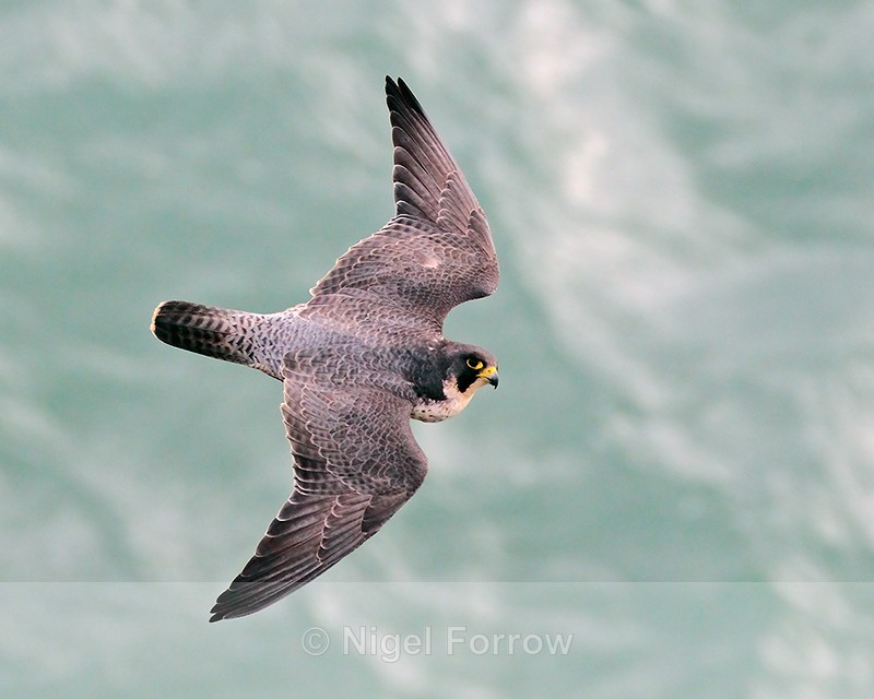 Peregrine (adult) in flight along the cliffs at Durlston - Peregrine Falcon