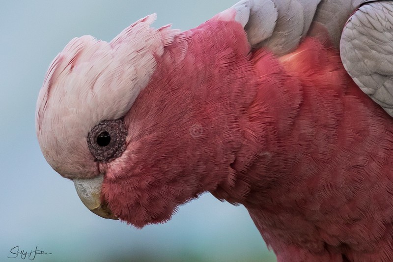Galah 2