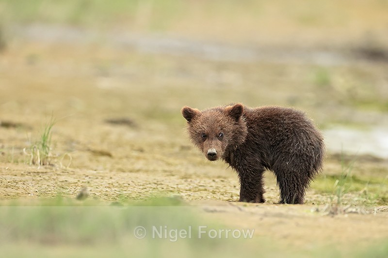 Brown Bear Cub standing still, Silver Salmon Creek, Alaska - Brown Bear