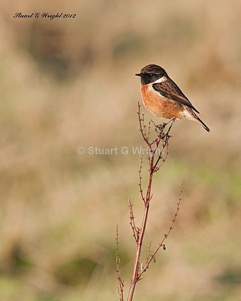 222 - Flycatchers, Redstarts & Stonechats