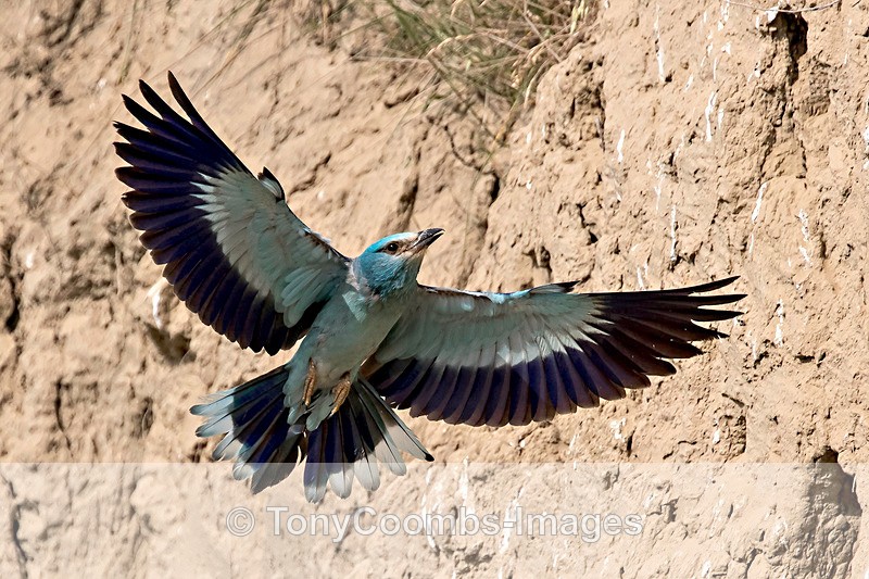 Roller - Macin National Park