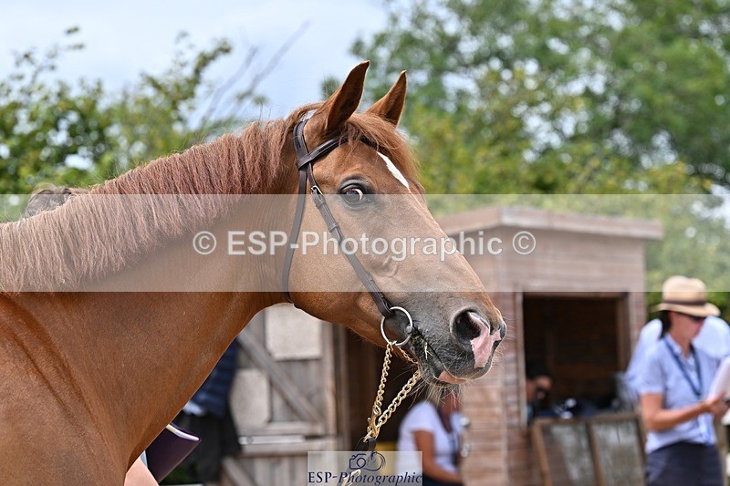 250716-133334-00570 - Trot Up 1.30 to 2.30