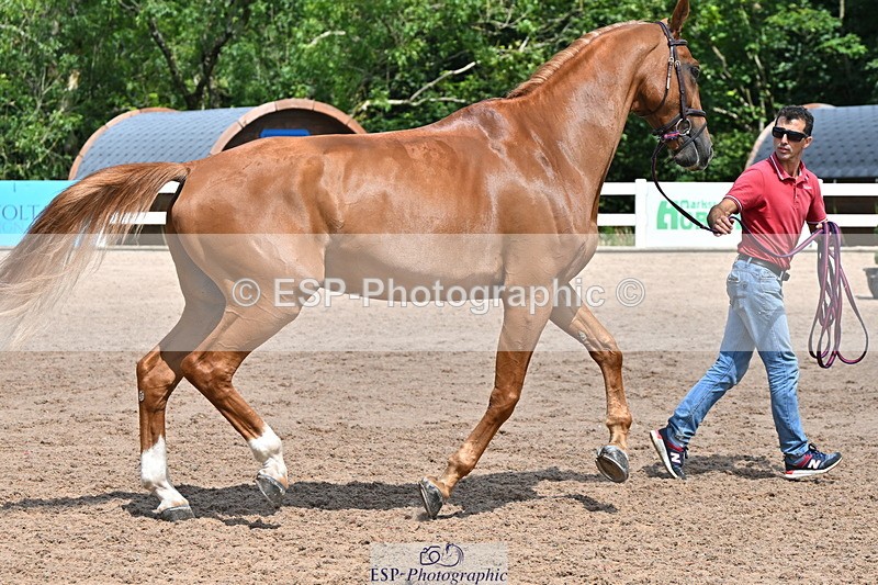 240718A-105259-01404 - Trot Up 12pm to 1pm